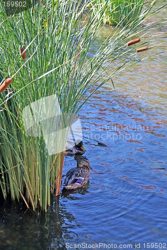 Image of Ducks in reeds 1