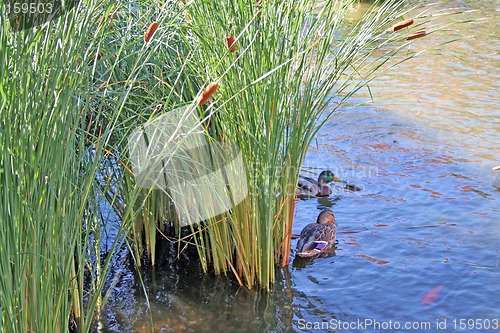 Image of Ducks in reeds 2