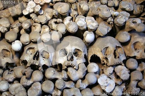 Image of Human skulls and bones 1