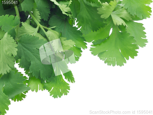 Image of Coriander