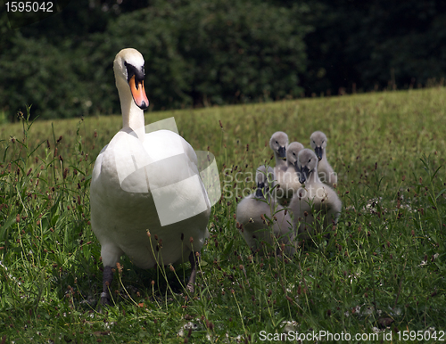 Image of Swan and Cygnets