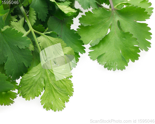 Image of Coriander