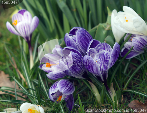 Image of Crocus