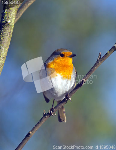 Image of Robin