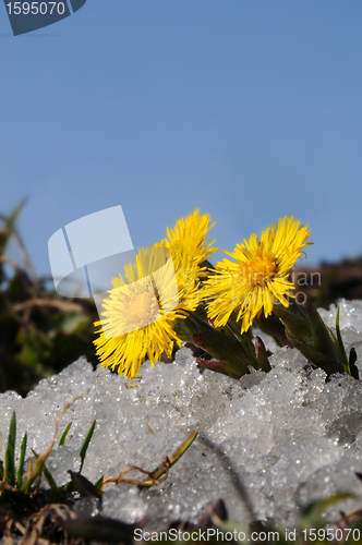 Image of Coltsfoot in snow