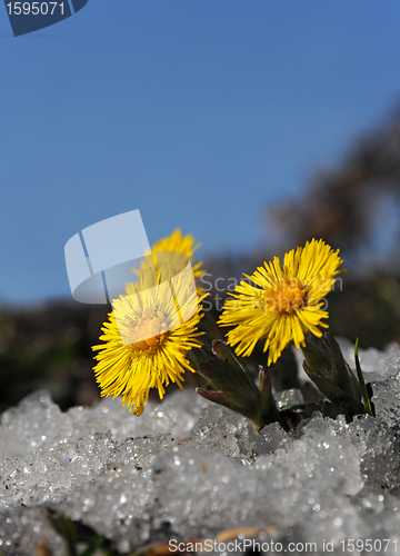 Image of Coltsfoot in snow