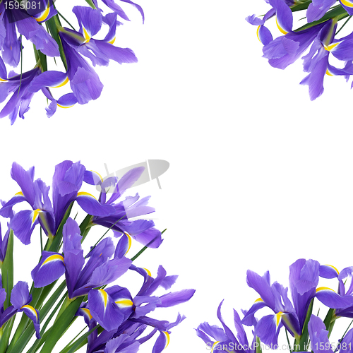 Image of Iris Flower Beauty