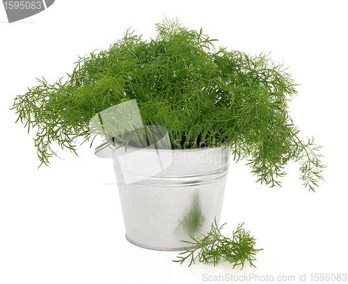 Image of Dill Herb Plant