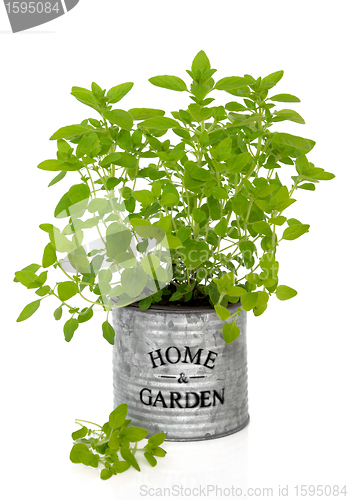 Image of Oregano Herb Plant