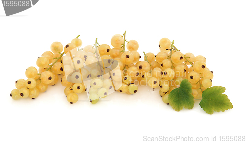 Image of White Currant Fruit