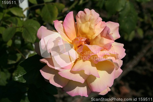 Image of Pink rose