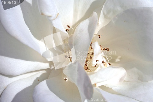 Image of White rose close-up