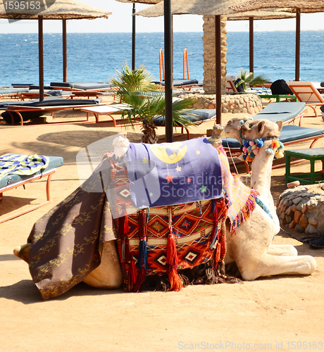 Image of camel