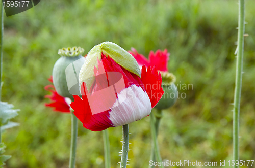 Image of Unfolding red white poppy. 
