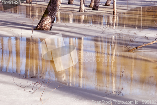 Image of Birch grove frozen in ice.