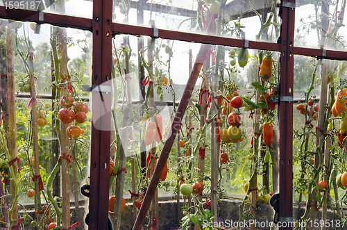 Image of Tomatoes in glass greenhouse.