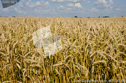 Image of Field full of riped wheat. 