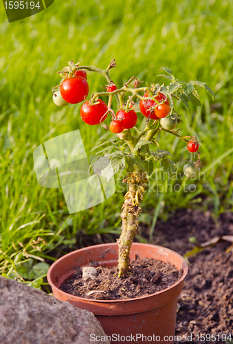 Image of Tomatoes growing in small pot.