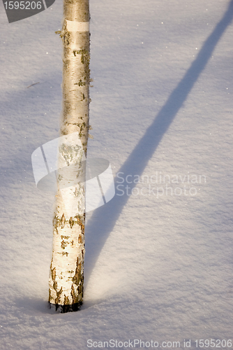 Image of Small birch trunk. 