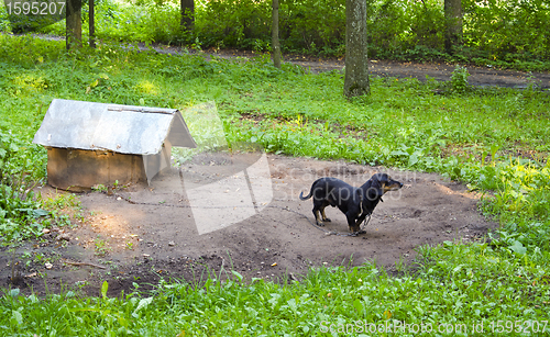 Image of Dog pet dachshund sausage-dog chained dog house 