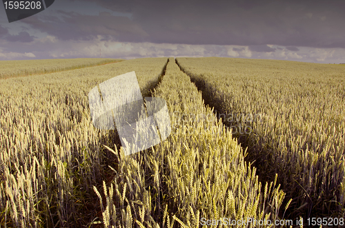 Image of Tractor wheel mark on the field. 