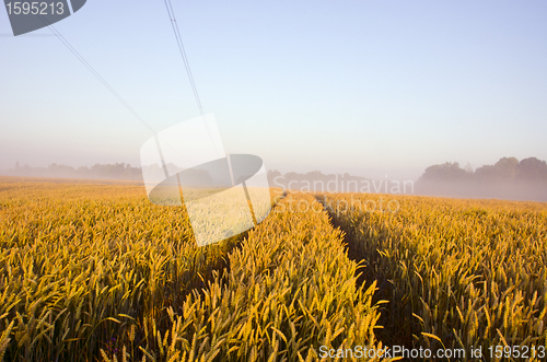 Image of Tractor wheel mark on the field.