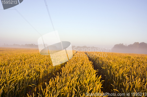 Image of Tractor wheel mark on the field.