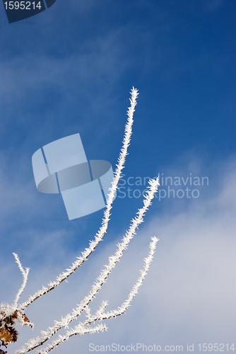 Image of white frost covered branches