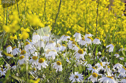 Image of Daisy near rape field. 