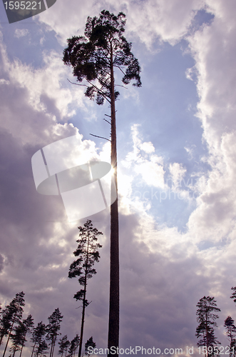 Image of Pine trees in the sky.