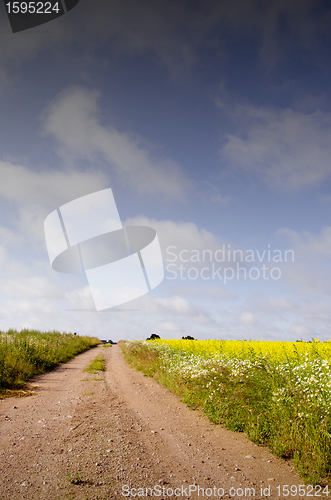 Image of Gravel road betwwen rape field and meadows.