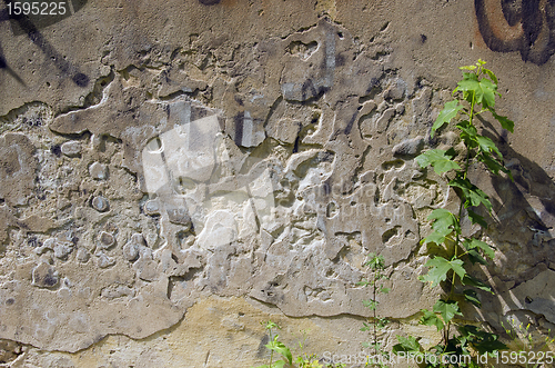 Image of Old wall and maple little maple plants.