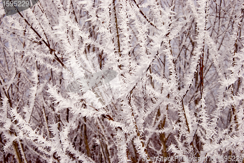 Image of white frost covered branches