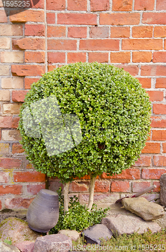 Image of Decorative tree with round leaves. 