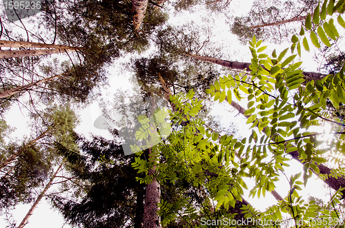 Image of Pine tops.