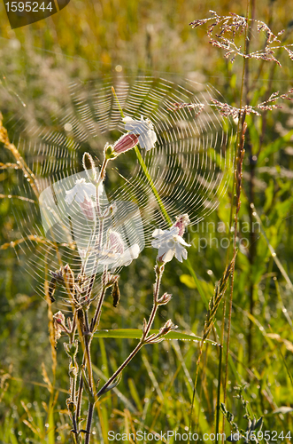 Image of Web and flower.