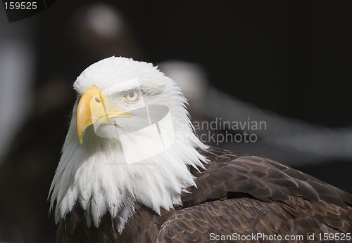 Image of American Eagle