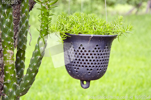 Image of Cactus and flowers.