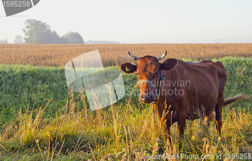 Image of Grazing brown cow.