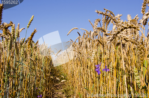 Image of Path between wheats.