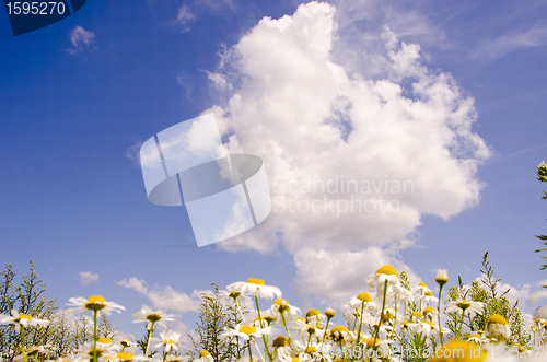 Image of Daisy in the background of sky.