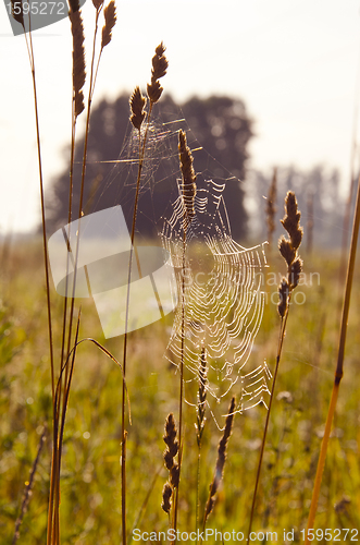 Image of Dewy web. 