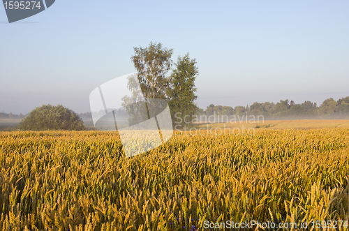 Image of Field of wheat.