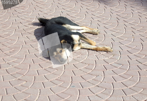 Image of homeless dog