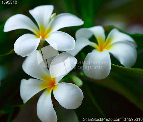 Image of White plumeria.