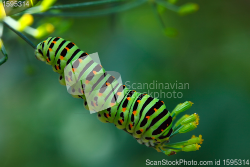 Image of Swallowtail caterpillar