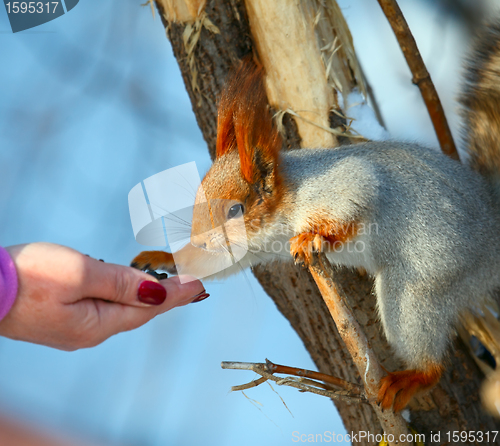 Image of Squirrel.