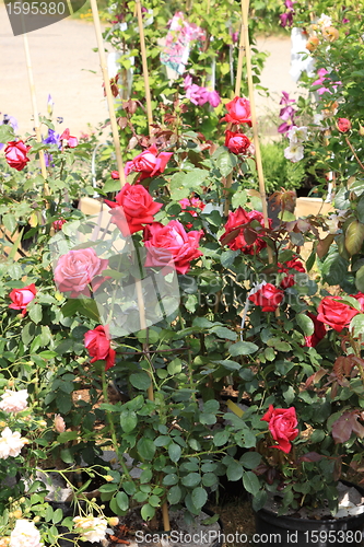 Image of Market of flowers in spring in France