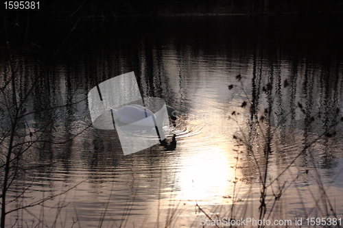 Image of Wild swan mute on its lake in France.