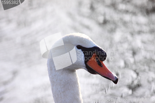 Image of Wild swan mute on its lake in France.